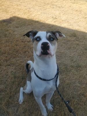 A white and brown dog with blue eyes sitting on a grassy field, wearing a black collar and leash.