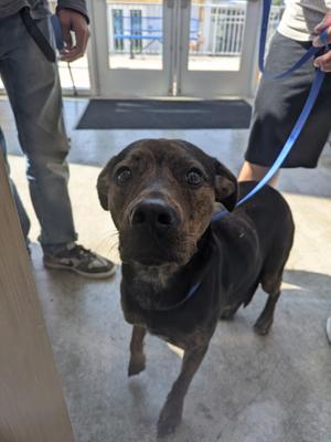 61478341, Plott Hound Mix, adult, available for adoption