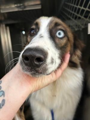 61875488, Border Collie Mix, young, available for adoption
