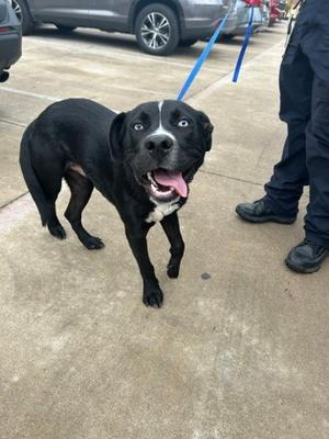 Argonaut, American Pit Bull Terrier Mix, young, available for adoption