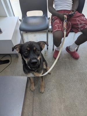 A black and brown dog sitting on the floor, wearing a collar and leash, with a person sitting on a chair in the background.