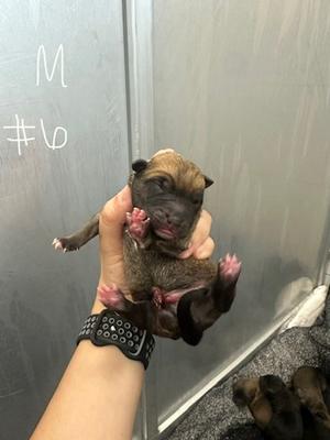 6, German Shepherd Dog Mix, puppy, available for adoption