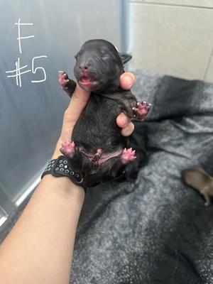 5, German Shepherd Dog Mix, puppy, available for adoption