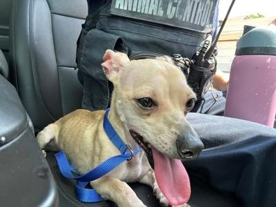 61466488, Chihuahua - Smooth Coated Mix, young, available for adoption