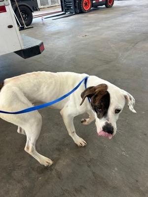 A white dog with brown patches on its face and ears, wearing a blue leash, standing on a concrete floor.