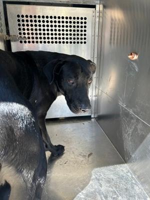 61865524, Terrier Mix, adult, available for adoption