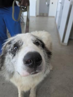61467553, Australian Shepherd Mix, young, available for adoption