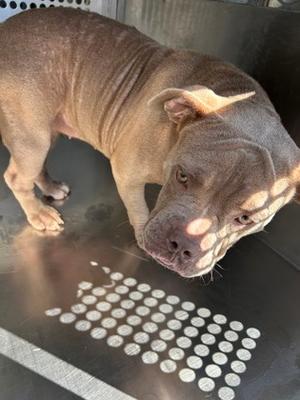 61883248, Bully American  - Standard Mix, adult, available for adoption