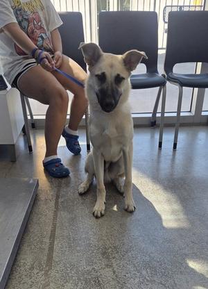 A light-colored dog sitting on a tiled floor, looking directly at the camera, with a person sitting nearby holding a leash.