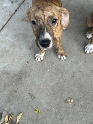 A brown and white dog with floppy ears standing on a concrete surface, looking up at the camera.