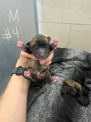 4, German Shepherd Dog Mix, puppy, available for adoption