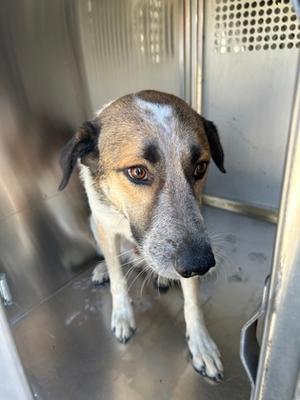 A dog with a brown and white coat standing in a metal enclosure.