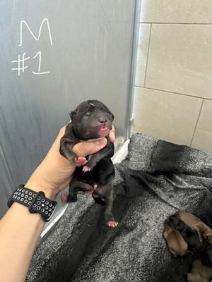 1, German Shepherd Dog Mix, puppy, available for adoption
