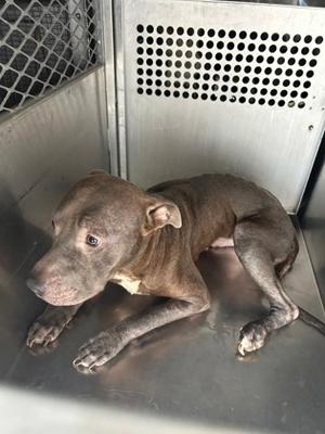 A brown dog lying on a metal surface inside a cage.