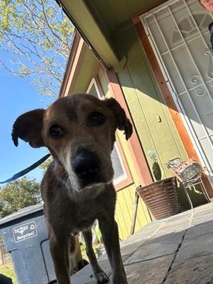 61873826, Mixed Breed, adult, available for adoption