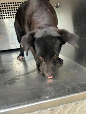 a black dog licking its nose
