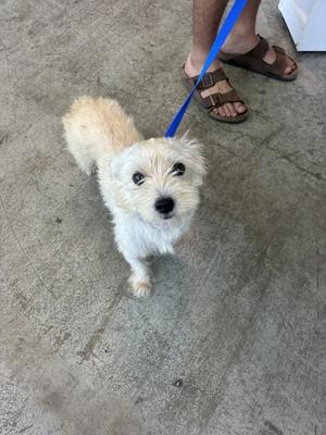 A small white dog on a blue leash, looking up at the camera, with a person's feet in sandals visible in the background.