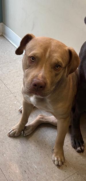 61475640, Pit Bull Terrier Mix, adult, available for adoption