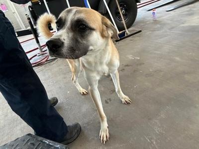61479480, German Shepherd Dog Mix, adult, available for adoption