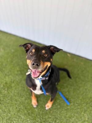Ace, Mixed Breed, adult, available for adoption