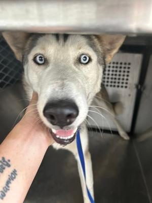 Ace, Siberian Husky Mix, young, available for adoption