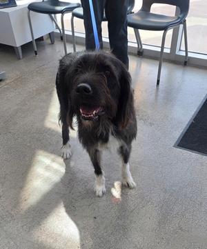 A black and white dog with shaggy fur standing on a concrete floor, looking up with its mouth open.