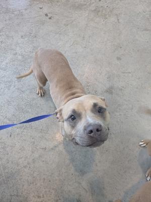 A light brown dog with a blue leash, looking up at the camera.