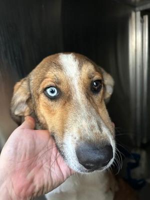 61875490, Border Collie Mix, young, available for adoption