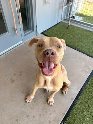 A happy brown dog sitting on a concrete surface with its tongue out, looking up at the camera.