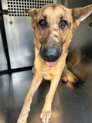 61834001, German Shepherd Dog Mix, adult, available for adoption