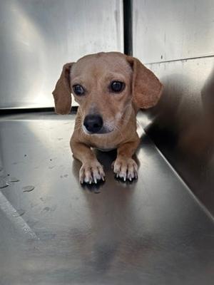 61881374, Dachshund Mix, adult, available for adoption