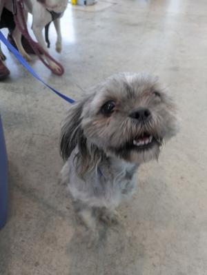 A small, shaggy dog with a scruffy coat is standing on a concrete floor, looking up with its mouth open. The dog has a blue leash attached to its collar, and another dog can be seen in the background. The setting appears to be indoors, possibly in a shelter or a similar environment.