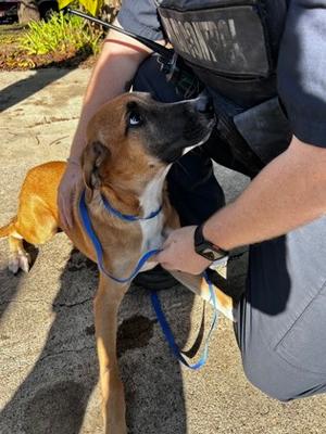 61869985, Pit Bull Terrier Mix, young, available for adoption