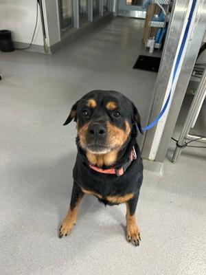 61873989, Rottweiler Mix, adult, available for adoption