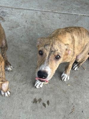 a brown brindle dog with a white chest and paws, standing on a concrete surface, looking at the camera with its tongue slightly out