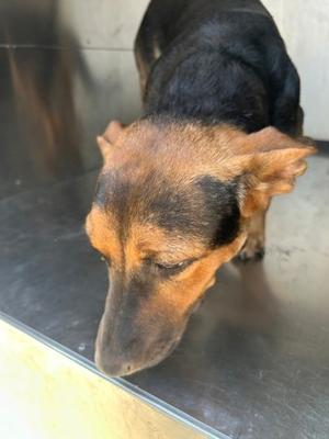 61482010, Terrier Mix, young, available for adoption