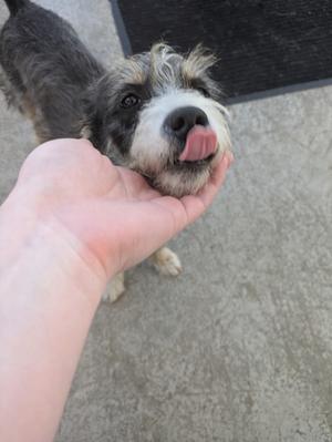A small dog with a black and white face is licking a person's hand.