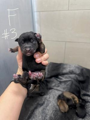 3, German Shepherd Dog Mix, puppy, available for adoption