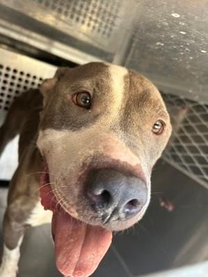 61477562, American Pit Bull Terrier Mix, adult, available for adoption