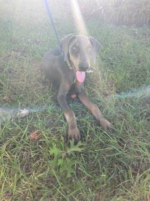 A dog sitting on grass with its tongue out, wearing a blue leash.