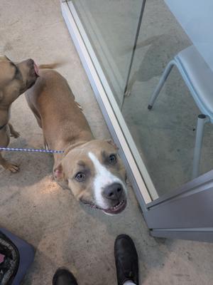 A brown and white dog with blue eyes looking up at the camera, standing on a concrete floor next to a glass door. A person's feet are visible in the foreground.