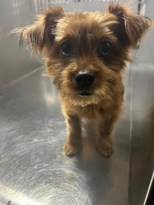 61468706, Yorkshire Terrier Mix, young, available for adoption