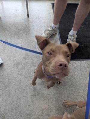 A brown dog with a purple collar is standing on a concrete floor, looking up at the camera. A person's legs and feet are visible in the background, and a blue leash is attached to the dog.
