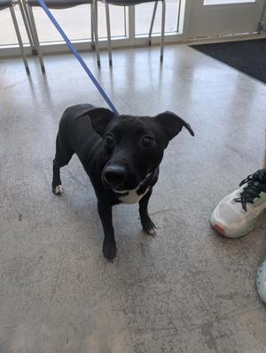 A black dog with a white chest standing on a concrete floor, wearing a blue leash.