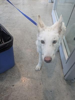 white dog on leash