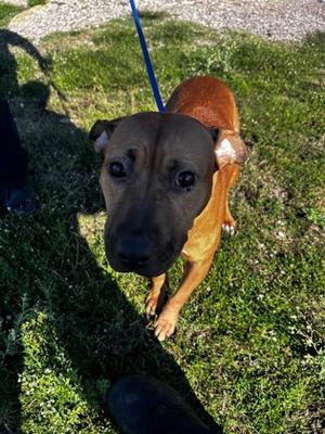 61870206, Pit Bull Terrier Mix, adult, available for adoption