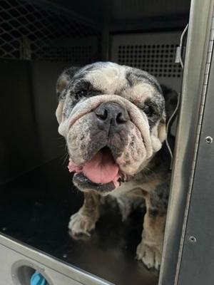 60101665, English Bulldog Mix, adult, available for adoption