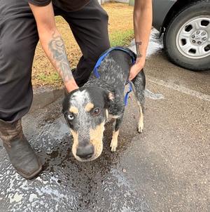 61837529, Australian Cattle Dog Mix, young, available for adoption