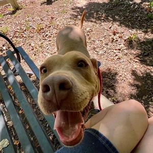 Princess Diana, adult, available for adoption