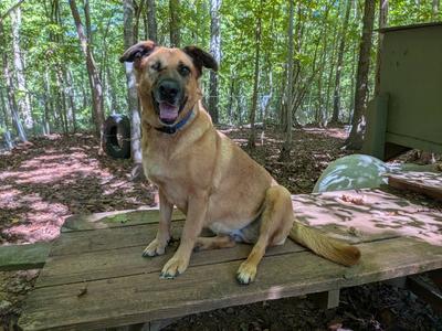 A brown dog with a black muzzle and floppy ears sitting on a wooden picnic table in a forested area.